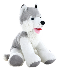 Kona the Husky