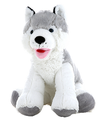 Kona the Husky